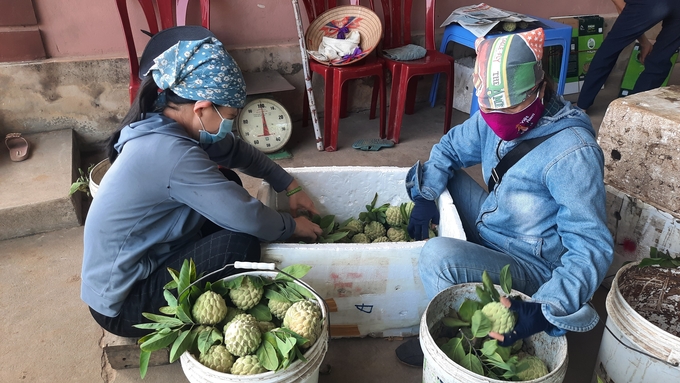 Dong Trieu custard apple is an OCOP product popular among consumers. Photo: Nguyen Thanh