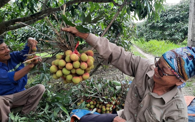 The 375 ha of Phuong Nam early-ripening lychee is entirely applied VietGAP procedure. Photo: Nguyen Thanh