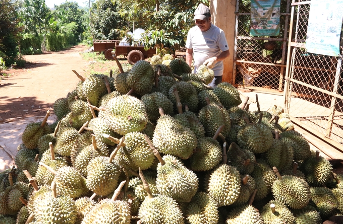Dak Lak will become the locality with the largest durian growing area in the country within the next few years.