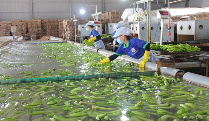 Banana exports processing area belonging to KD Green Farm Joint Stock Company in Krong Pac district