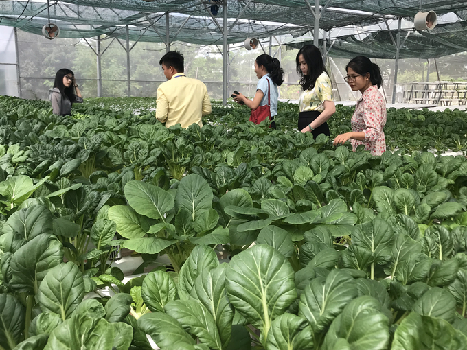 Tham quan khu trồng rau thủy canh của Trung tâm Nghiên cứu và Dịch vụ khoa học Công nghệ Đại học Quang Trung. Ảnh: V.Đ.T.