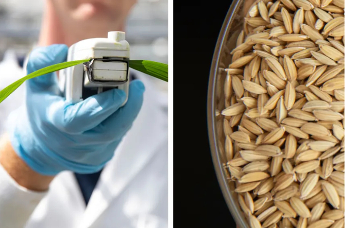 Left: A student measures rice crops that will be heated at extreme temperatures at nightfall at Arkansas State University. Right: An unpolished rice sample at Arkansas State University.