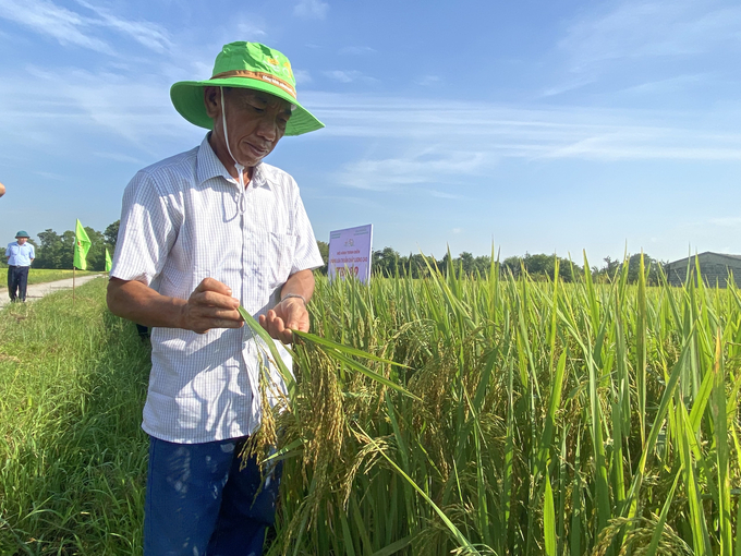 Nông dân hài lòng với các giống lúa được trình diễn trên địa bàn. Ảnh: An Yên.