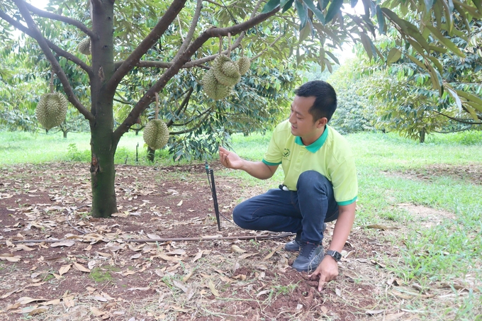 Binh Phuoc Digital Agricultural Service Cooperative is also one of the cooperatives that are actively preparing the necessary works to participate in the durian export market. Photo: Tran Trung.