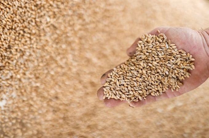 Cận cảnh những hạt lúa mì ở vùng Vieillevigne gần Nantes, Pháp, ngày 24 tháng 8 năm 2021. Ảnh: RT
