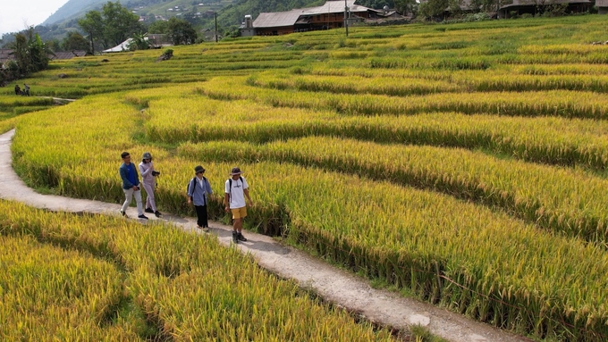 Khi dạo bộ trên những ruộng lúa bậc thang chín vàng ở Sa Pa, du khách có cảm giác thư thái, cảm nhận được trong không gian mát lành của thời tiết và mùi của lúa chín.