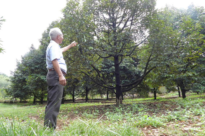 Long Phu Durian Cooperative is carrying out procedures to be granted planting area codes, through which the cooperative can participate in the export market. Photo: Tran Trung.