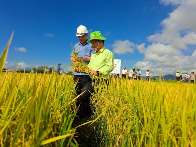 Phú Hòa: Thử nghiệm, nhân rộng sản xuất giống lúa mới TBR97