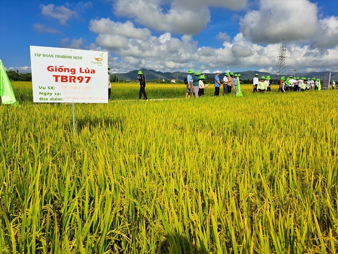 Rất đông đảo bà con nông dân tham quan, đánh giá giống lúa TBR97 tại HTX Dịch vụ Nông nghiệp Hòa Thắng 1. Ảnh: K.S.