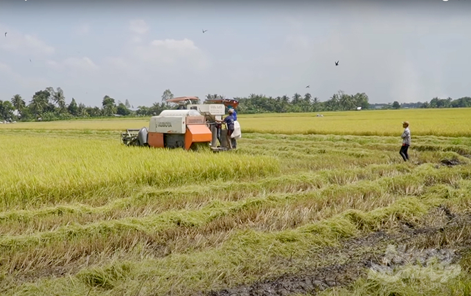 Lũ kết hợp với triều cường có thể ảnh hưởng tới nhiều diện tích sản xuất lúa ở ĐBSCL. Ảnh: Sơn Trang.