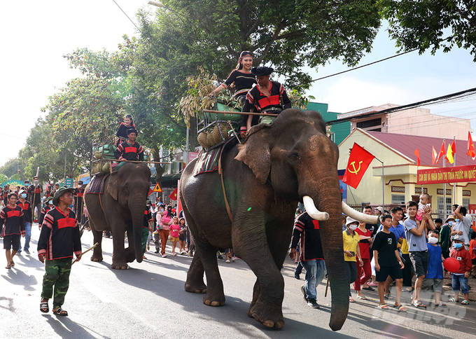  Một trong những hoạt động nổi bật trong lễ hội là chương trình diễu hành trên đường với những chú voi thồ trái sầu riêng. Ảnh: MS.