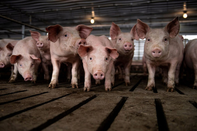 Những cải tiến về công nghệ chăn nuôi, chuồng trại, dinh dưỡng và quản lý giúp giảm thiểu rủi ro trong ngành chăn nuôi lợn. Ảnh: Pigprogress