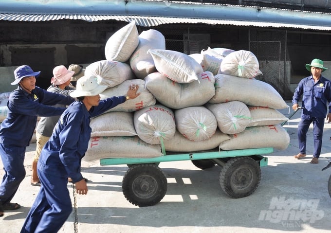 Businesses predict that rice exports will achieve stable growth by the end of this year. Photo: Hung Phu.