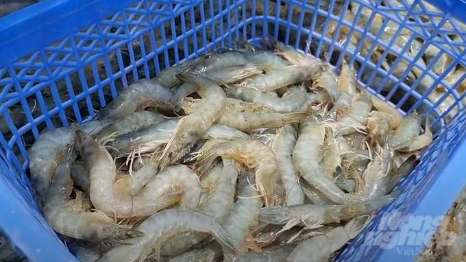 The cost of farmed shrimps in Vietnam is still high, so the shrimp industry has to compete using deeply processed products. Photo: Son Trang.