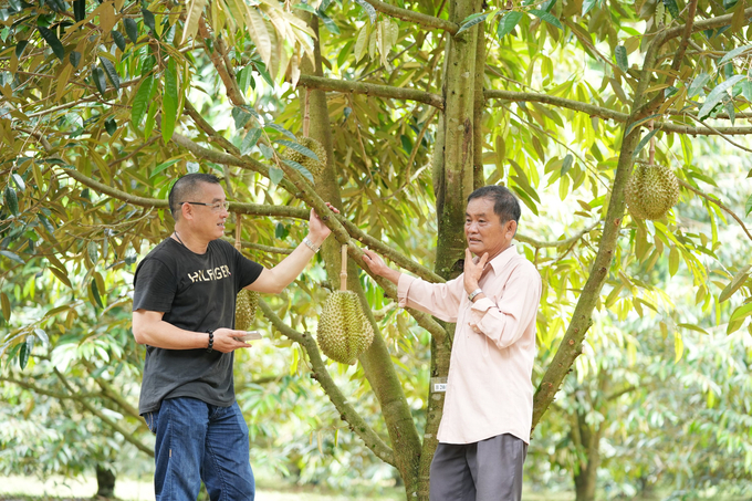 China has not released the results of the online inspection of Vietnam's packaging facilities and durian growing areas codes. Photo: Nguyen Thuy.
