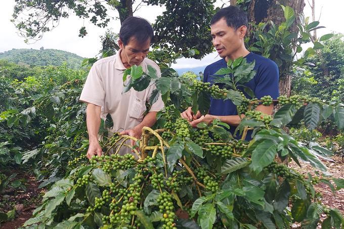 By cooperating with over 100 households to grow coffee, Pun Coffee Co., Ltd. is helping coffee farmers diversify their income sources, improve production and quality of Abarica coffee. Photo: Vo Dung.