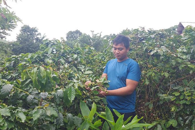The degraded Abarica coffee gardens are being gradually restored. Photo: Vo Dung.