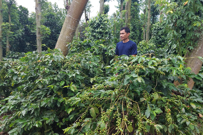 Coffee with shade trees brings double income for coffee farmers. Photo: Vo Dung.