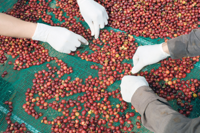 The goal of Pun Coffee Co., Ltd. is to export specialty coffee. Photo: Vo Dung.