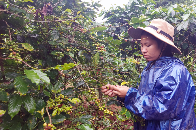 Van Kieu ethnic people growing coffee for export. Photo: Vo Dung.