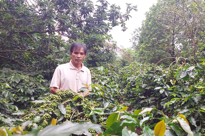 Branding is an important story, but coffee farmers and processors must maintain integrity, ambitions and enthusiasm. Photo: Vo Dung.