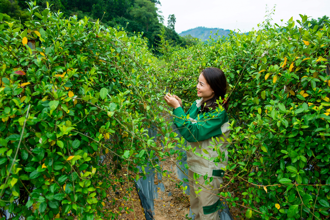 Quang Ninh aims to become a medicinal center of the Northeast region. Photo: Nguyen Thanh.