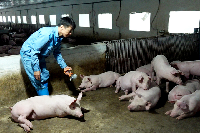 Technical staff employed at Mr. Nguyen Van Tuan's family farm, Cao Minh commune, Phuc Yen city, Vinh Phuc province inspecting and deploying vaccinations for pigs. Photo: Duc Minh.