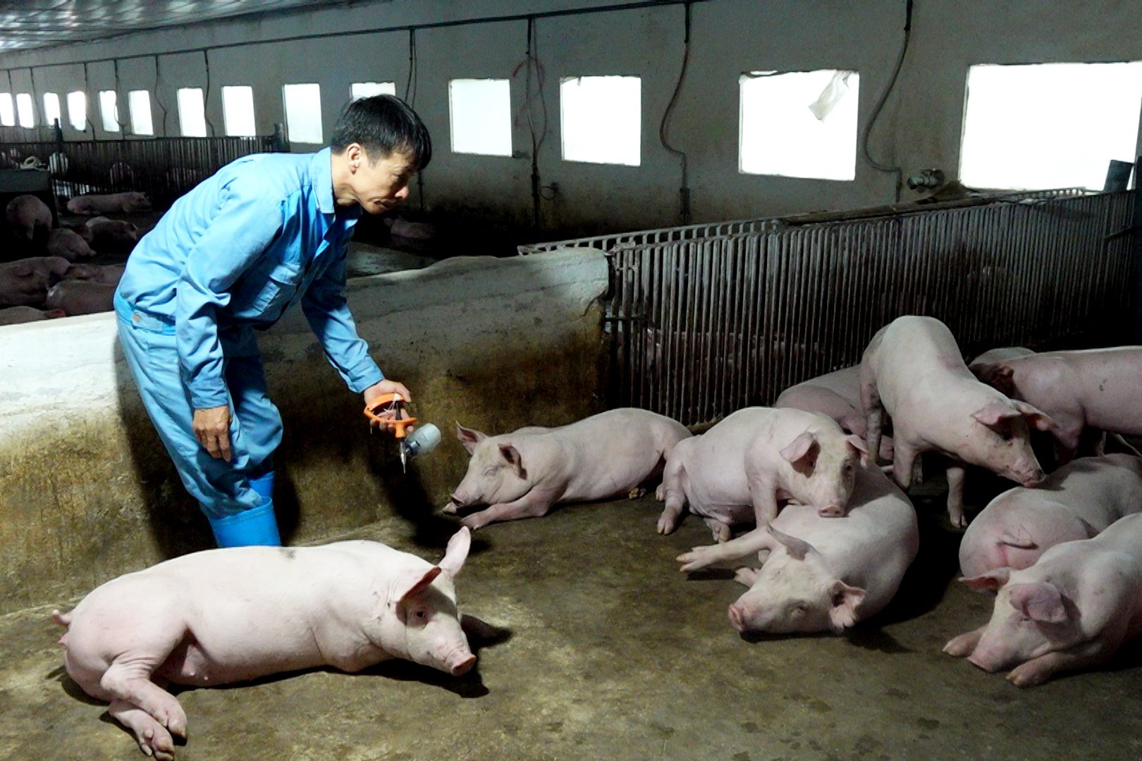 Cán bộ kỹ thuật của trang trại gia đình ông Nguyễn Văn Tuấn, xã Cao Minh, thành phố Phúc Yên (Vĩnh Phúc) kiểm tra, tiêm thuốc cho lợn. Ảnh: Đức Minh.