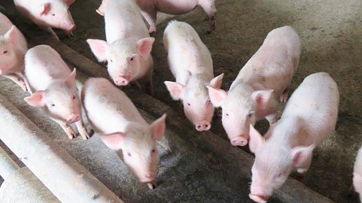 Update price of live pig market in 3 regions today, 12/12/2022