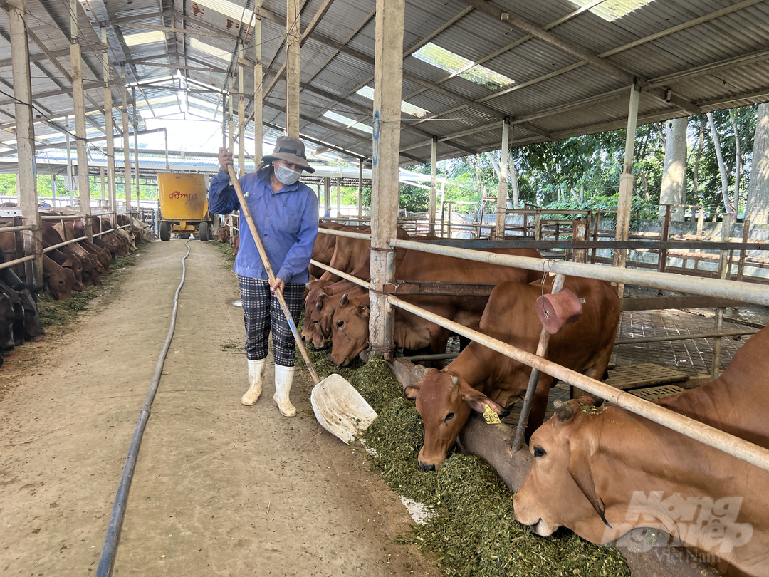 Chăn nuôi bò thịt lai giống ngoại 3B trên địa bàn huyện Củ Chị. Ảnh: Nguyễn Thủy.