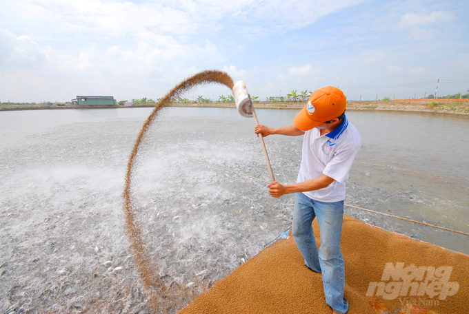 Dong Thap will strive to have 100% of its pangasius farming establishments will be granted a digital identification code according to regulations, and all of the commercial pangasius farming establishments will be granted a certificate of eligibility. Photo: Le Hoang Vu.