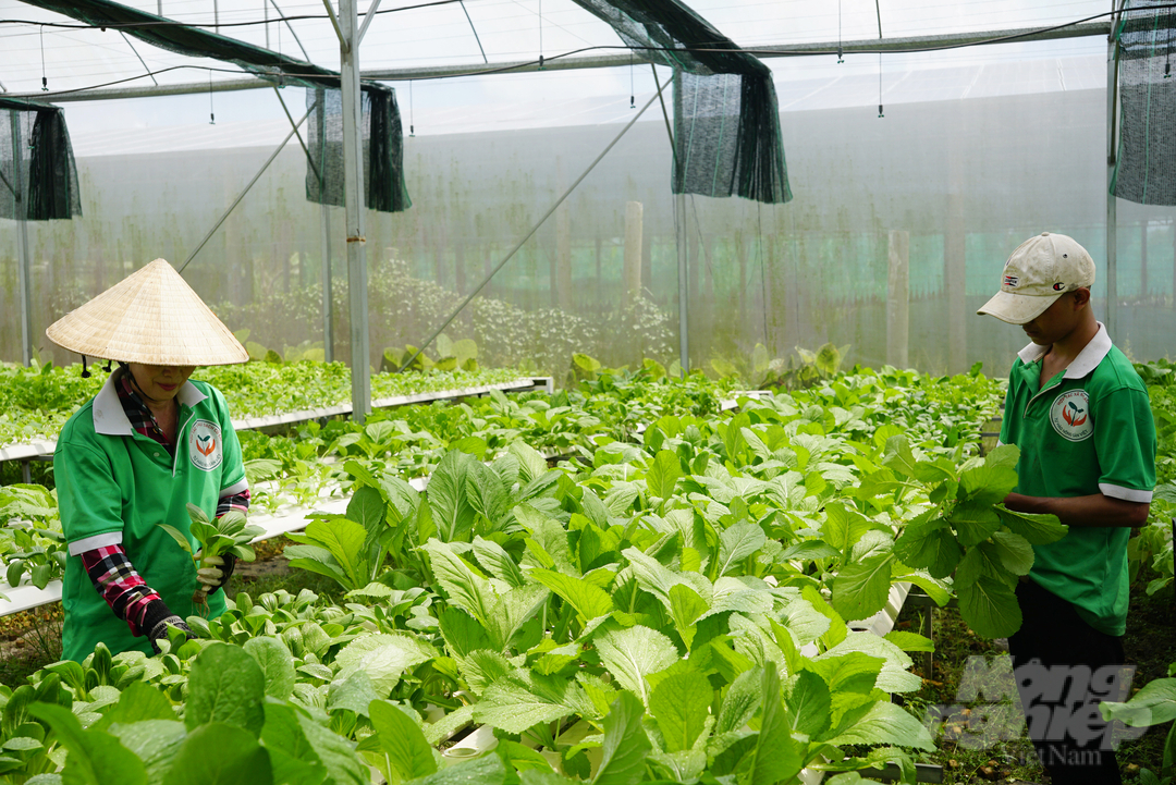 HTX rau sạch Củ Chi ứng dụng trồng rau thủy canh trong nhà màng. Ảnh: Nguyễn Thủy.