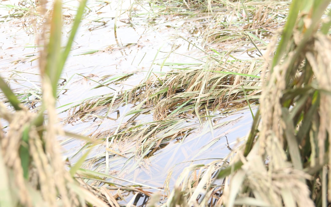 Đến nay, một số khu vực thấp trũng tại huyện Lắk vẫn còn chìm trong nước. Nhiều diện tích lúa nằm bẹp dí dưới bùn không thể gặt, người dân đành bỏ mặc ngoài đồng.