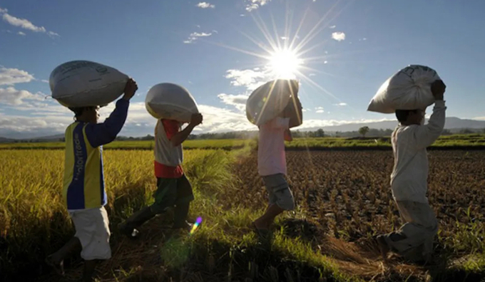 Nông dân trồng lúa Philippines đang phải vật lộn để duy trì mùa màng trong bối cảnh chi phí sản xuất tăng mạnh . Ảnh: Asiamedia