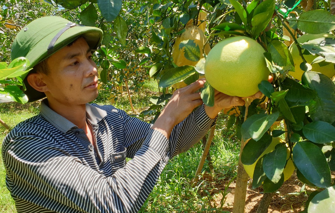 Huong Khe farmers supply around 23,000 tons of pomelo to the market every year.