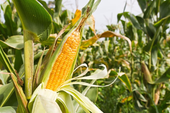 Cây trồng biến đổi gen giúp nông dân gia tăng thu nhập bình quân 103 USD/ha trong năm 2020.