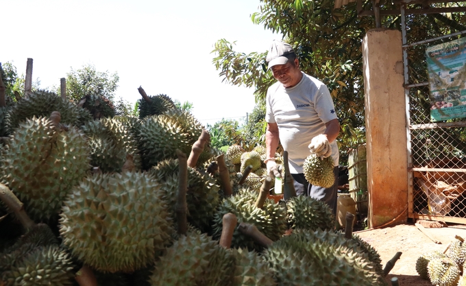The official export will help the price of durian increase and benefit the people first. Photo: Quang Yen.