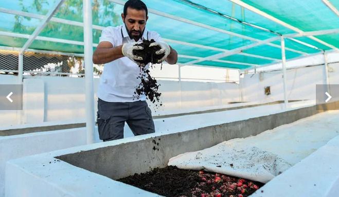 Nayef Al-Maliki noted that the vermicompost reduces the use of chemical fertilizers and improves the quality of agricultural land. Photo: ArabNews