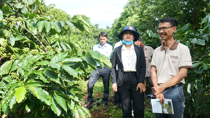 Các thành viên tổ khuyến nông cộng đồng thăm vườn cà phê hữ cơ của Công ty Vĩnh Hiệp. Ảnh: Tuấn Anh.