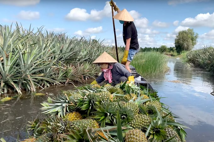 Tien Giang farmers harvest pineapple. Photo: Minh Sang.