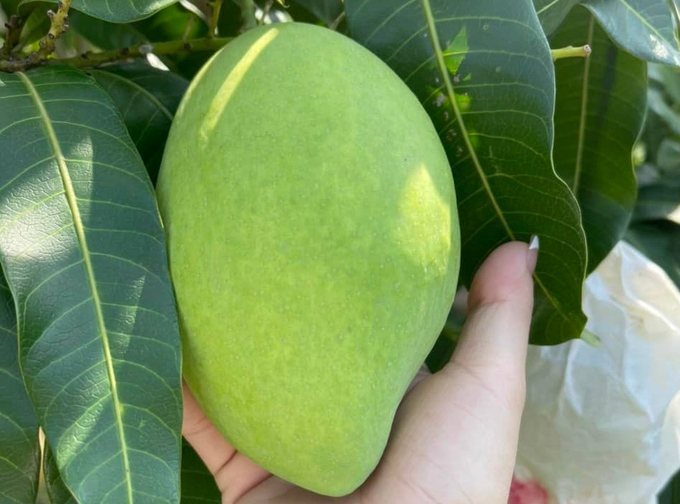 Hoa Loc sweet mango planted in Tien Giang. Photo: Minh Sang.