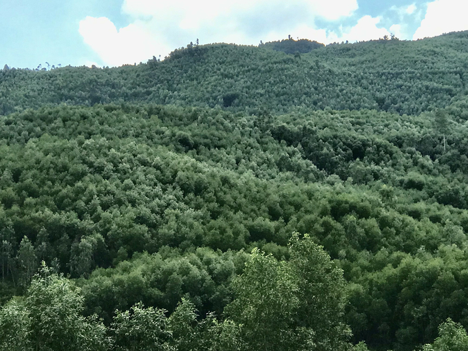 Thousands of forests planted in Phuoc My (Quy Nhon city, Binh Dinh). Photo: V.D.T.