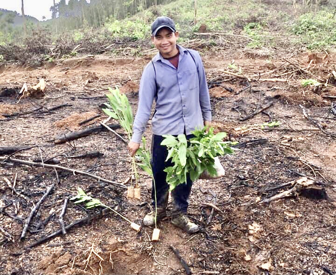 Planting large timber forests requires a deep soil layer for the roots to develop, helping the trees to develop strongly and give high yields. Photo: V.D.T