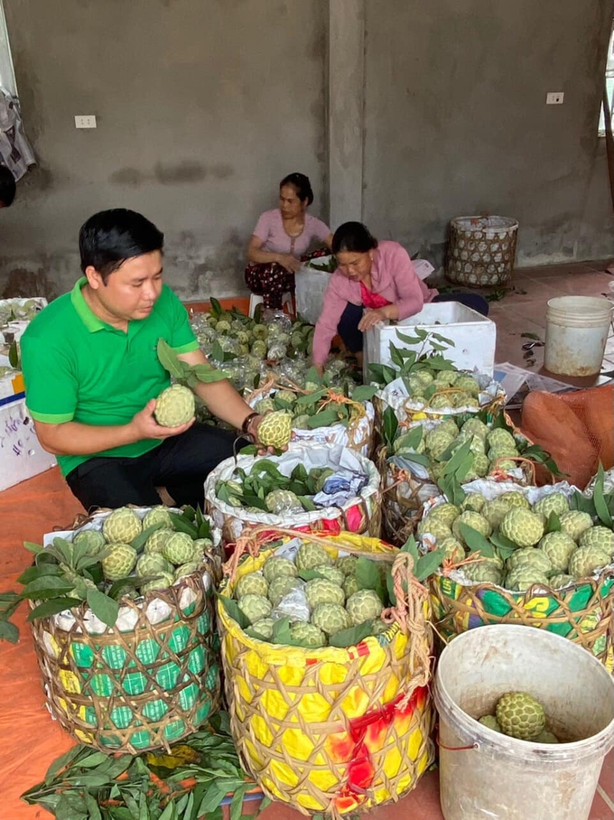 Thu hoạch na ở Chi Lăng. Ảnh: Lâm Thao.