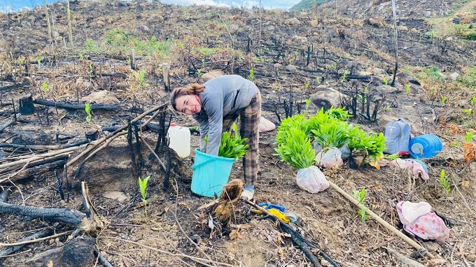 The planting season needs to be flexible depending on the land to avoid cold, and slow growth of forest trees. Photo: V.D.T.