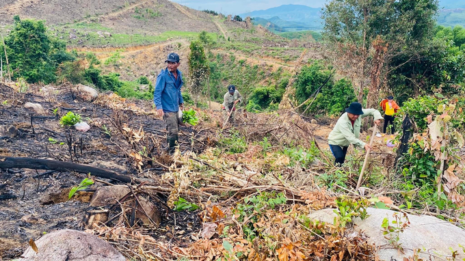 Digging holes for afforestation requires substantial labor, it's time to consider the mechanization of afforestation. Photo: V.D.T