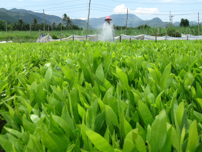 Binh Dinh currently has nearly 146 units operating in the production and trading of forest tree seeds. Photo: V.D.T.