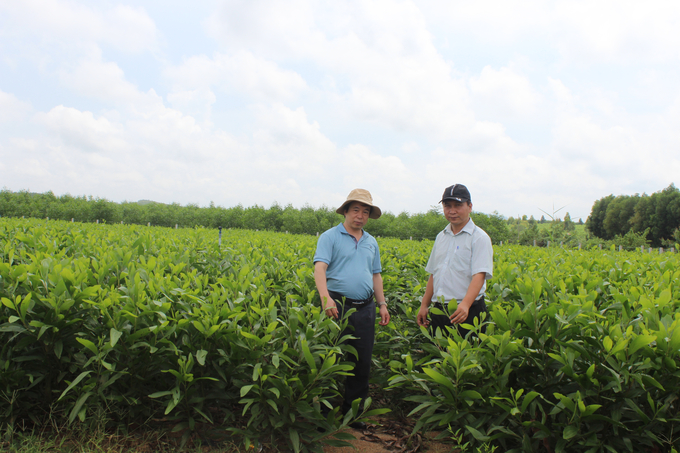 Mr. Nguyen Ngoc Dao, Chairman of Song Kon Forestry Company Limited, Vinh Thanh District, Binh Dinh, at the company's seedling farm. Photo: V.D.T.