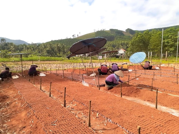 The growing medium in the forest seed pot is soil, so transporting it to the forest is a heavy task, which requires lot of effort to make potting and transport. Photo: V.D.T.