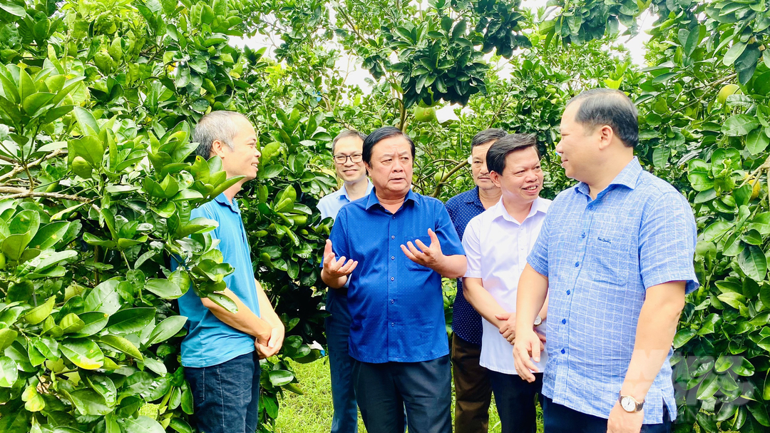 Bộ trưởng Lê Minh Hoan trò chuyện với chủ vườn bưởi ở làng Đại Đồng, xã Ngọc Lương, huyện Yên Thủy. Ảnh: Minh Phúc.